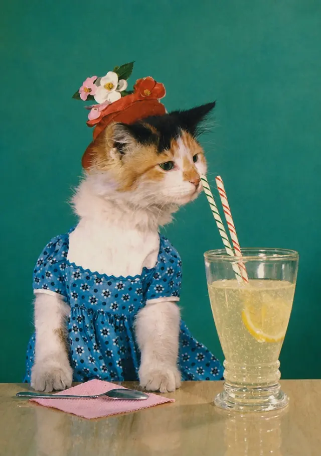 盛装猫咪的下午茶
