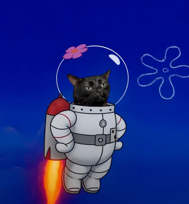 圆头盔猫咪升空