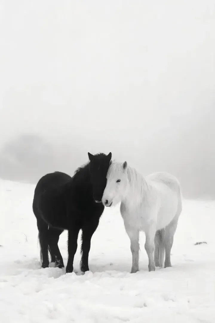 雪地上黑白双马的黑白影像作品