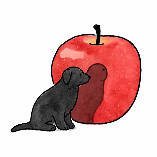 小狗看见苹果里的自己