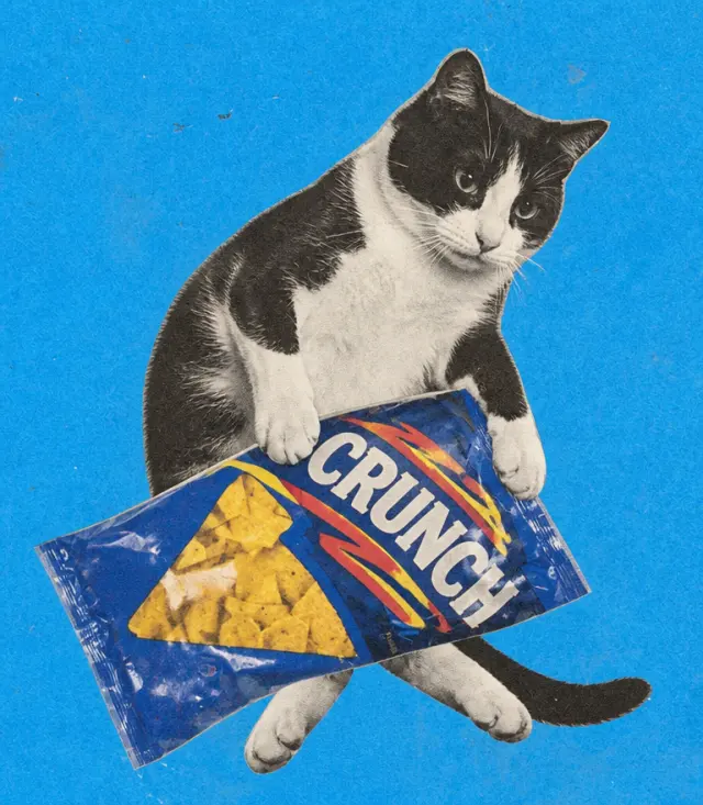 零食袋里长出一只猫