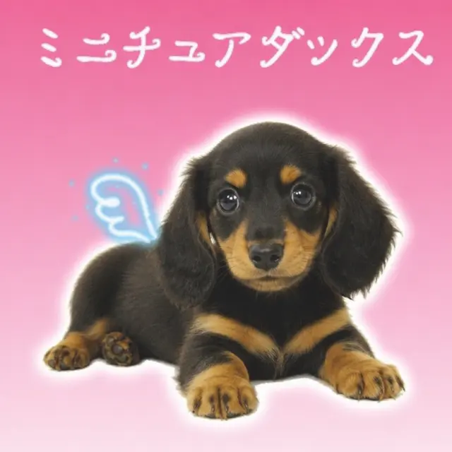 粉色梦境里的守护犬